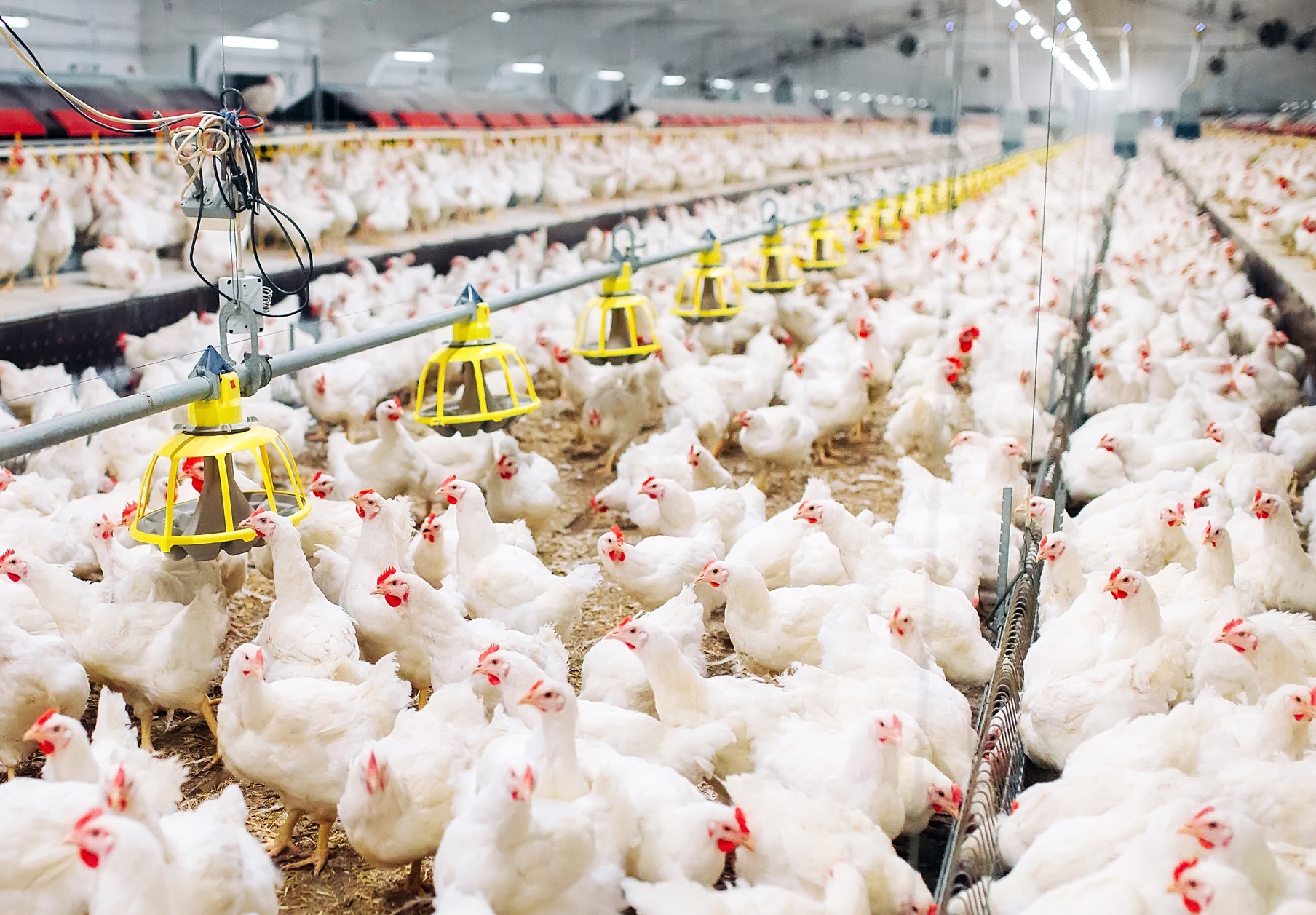 Indoors chicken farm, chicken feeding, large egg production